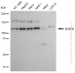 KD-Validated Anti-BUB1B Rabbit Polyclonal Antibody